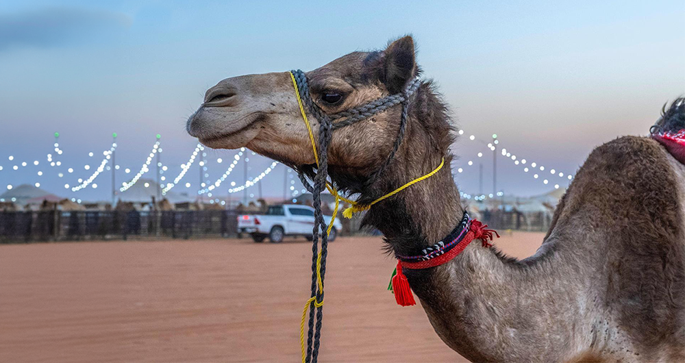 ‎MEWA approves regulations for camel trading