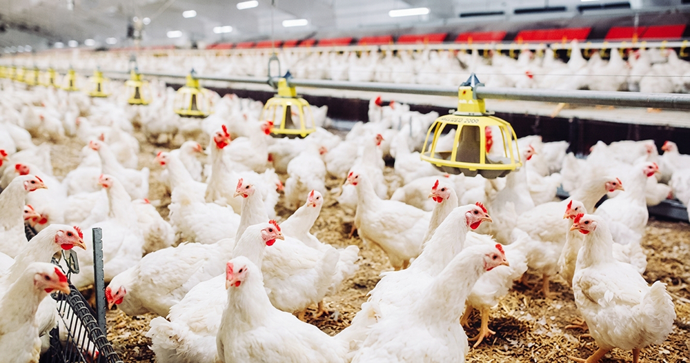 ‎Saudi poultry, egg competition intensifies