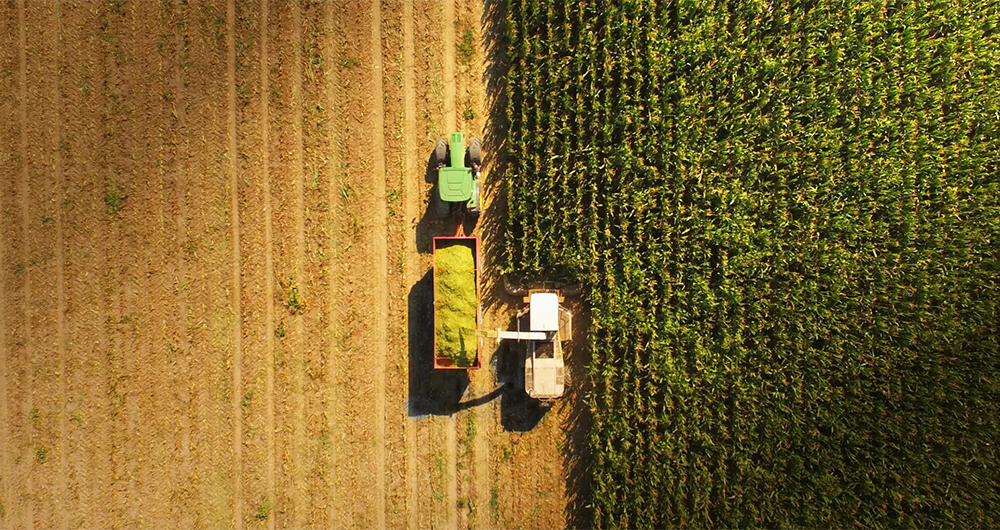 ‎Saudi Arabia to ban perennial fodder cultivation from Nov. 16